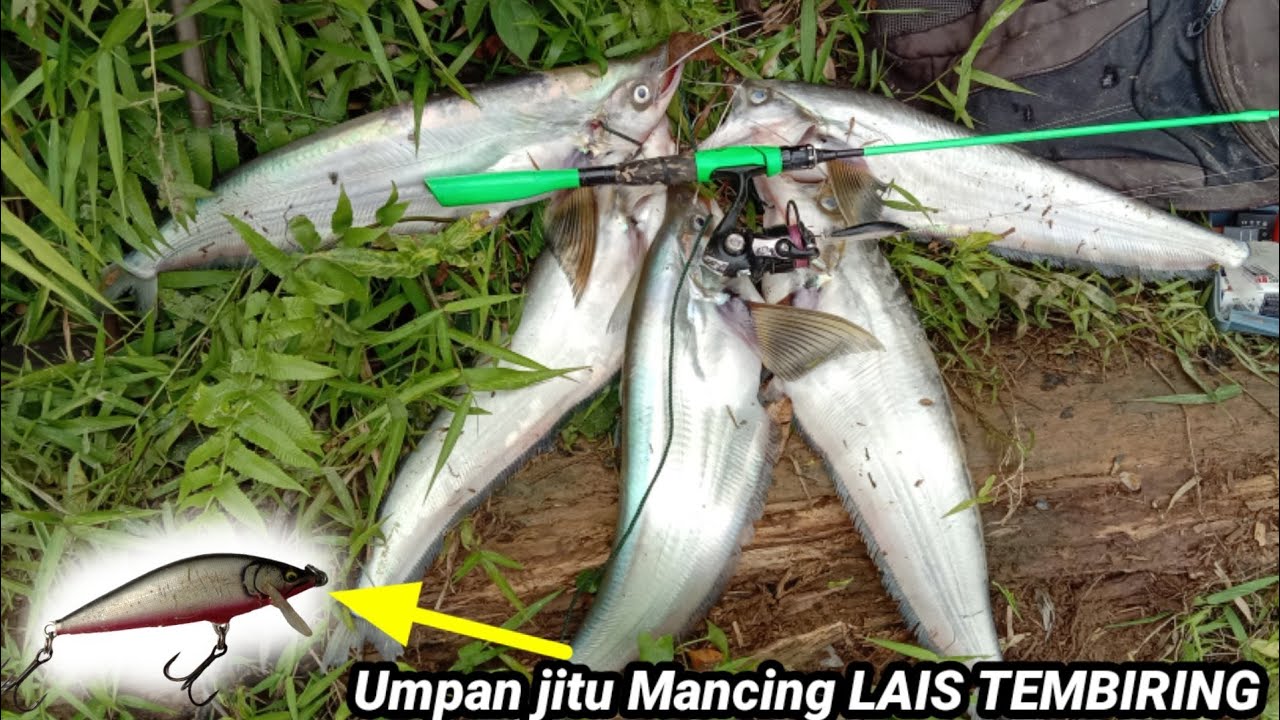 PANEN ikan LAIS TEMBIRING Di saat air Sungai Katingan meluap ||Lure jitu mancing lais tebiring CDE75