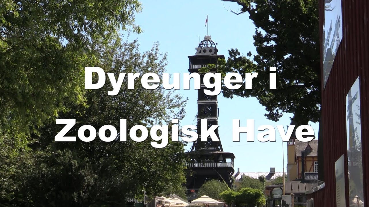 Dyreunger  i ZOO , 2022