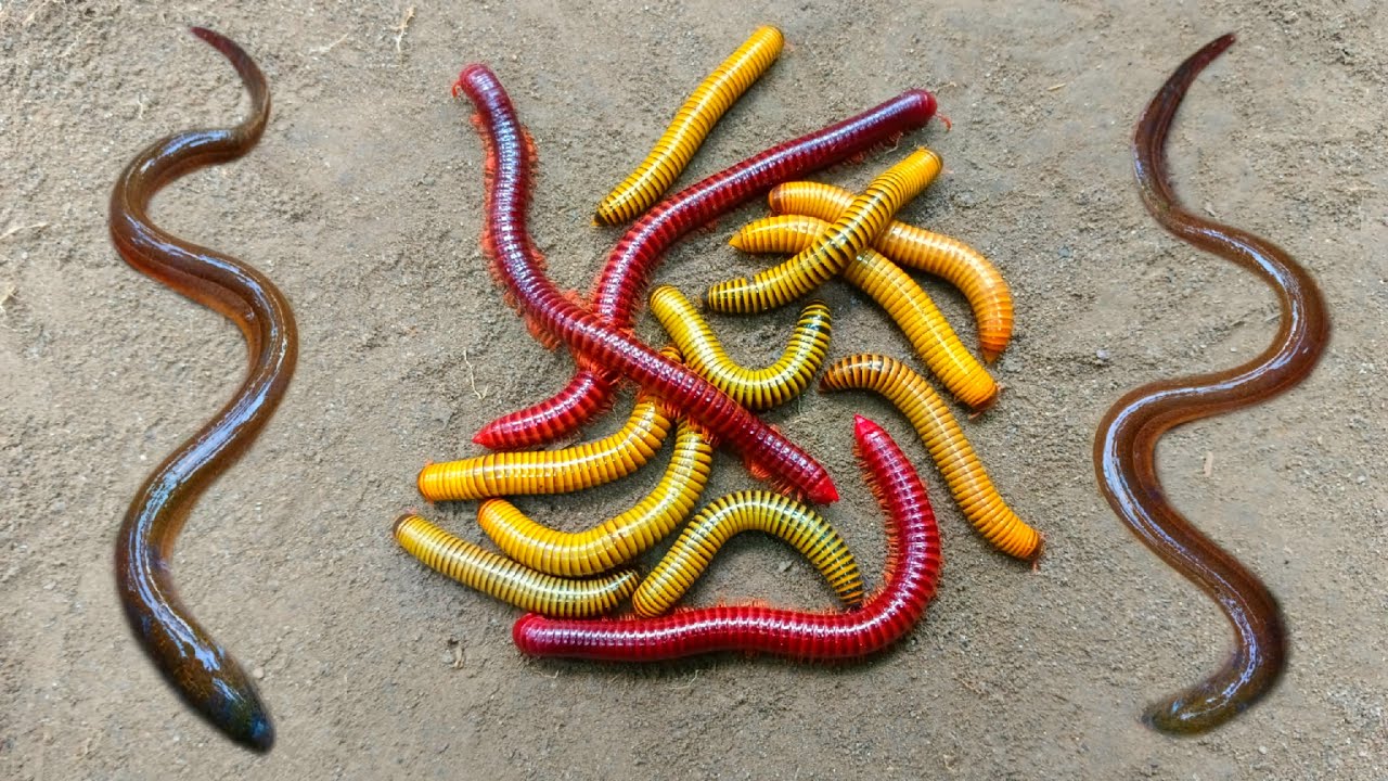 Wadidaw! Mencari kakiseribu, luwing, ikan, ikan lele, ikanhias, belut, kurakuralucu, ikanbetok