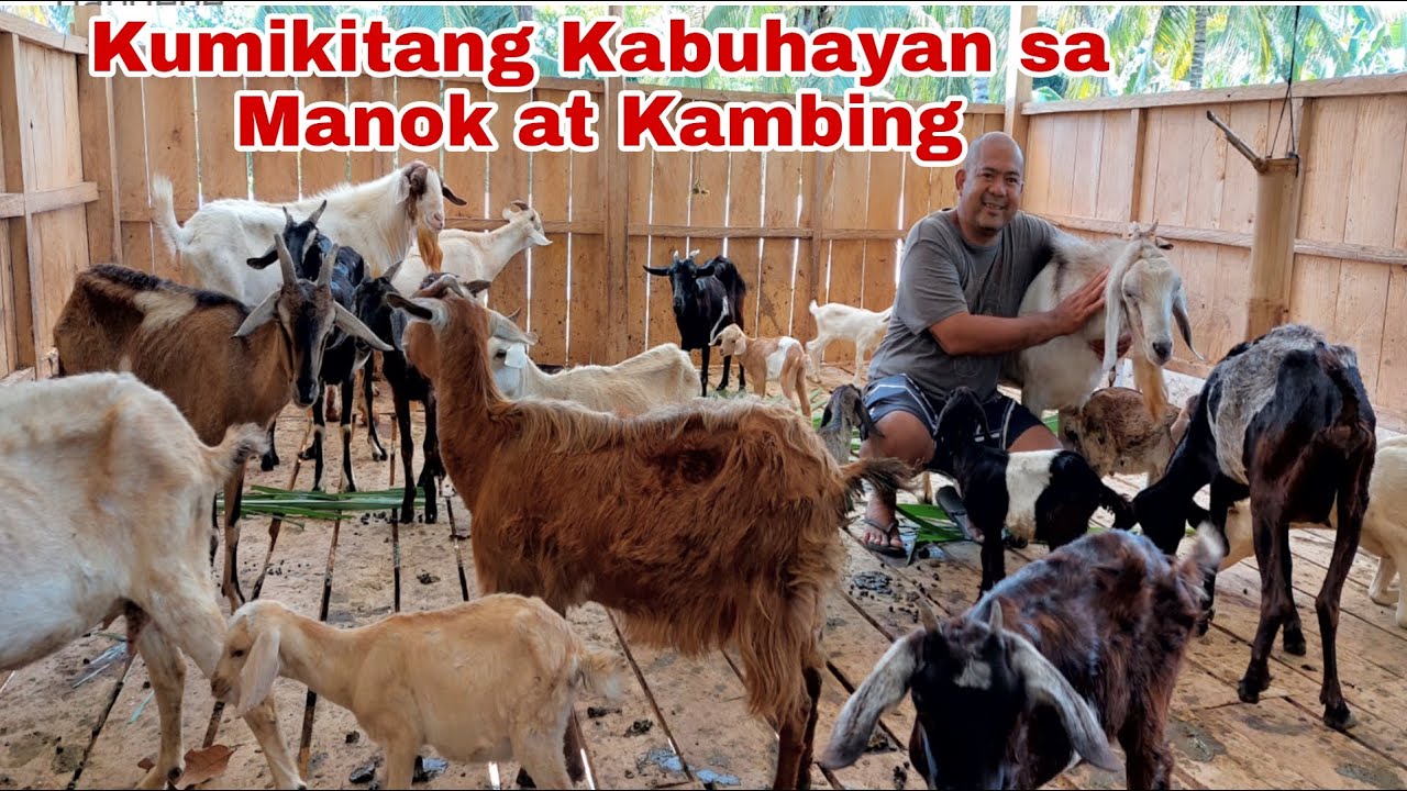 Dating OFW  Nakita ang Swerte sa Kambingan at Manukan