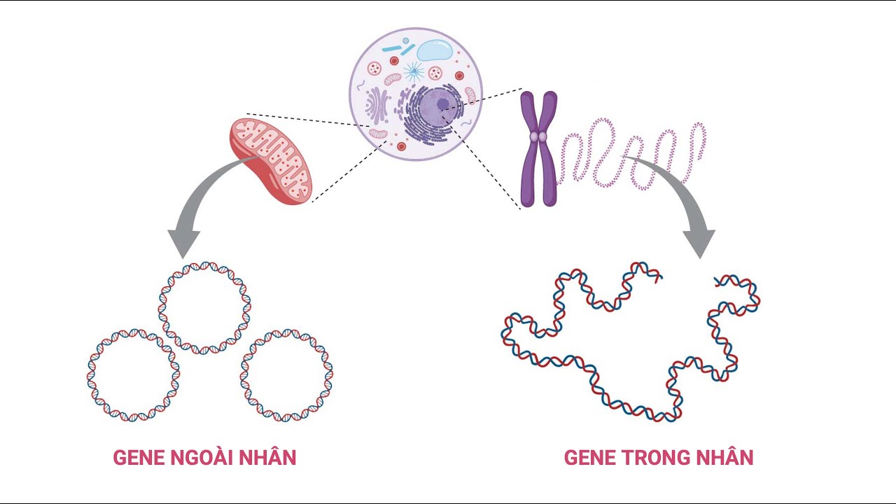 Sinh 12. Di truyền gene ngoài nhân