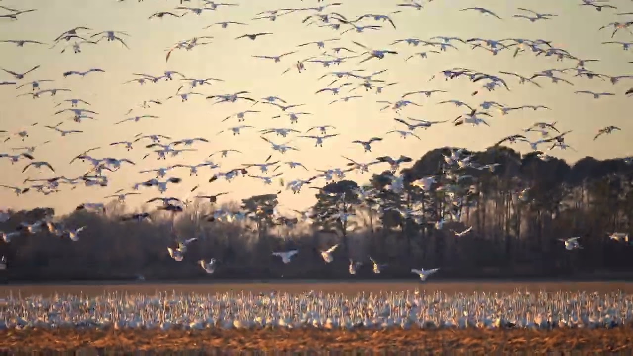 Tundra Swans, Snow Geese and Sandhill Cranes in North Carolina