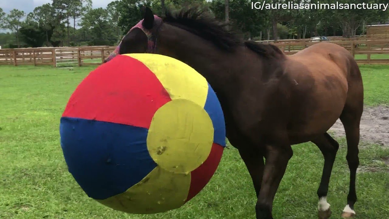 Horse Has a Blast Playing With Giant Ball || ViralHog
