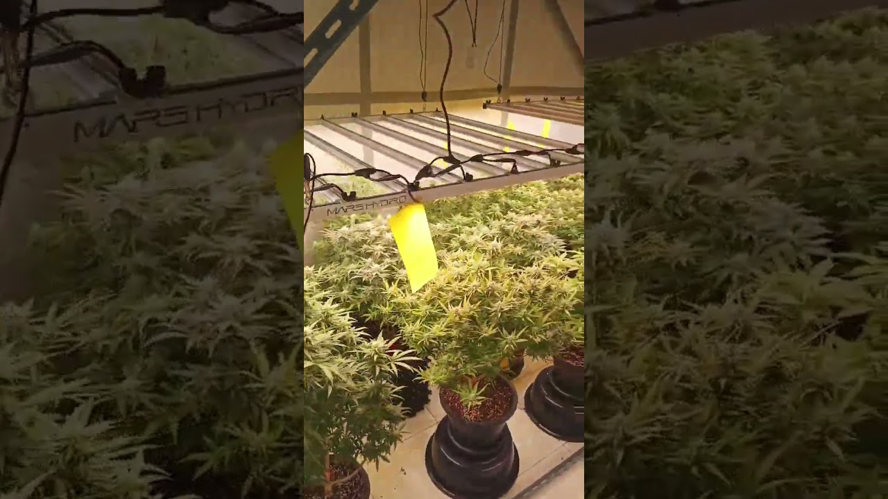 Great growing with marshydro FC-E8000 #short #marshydro