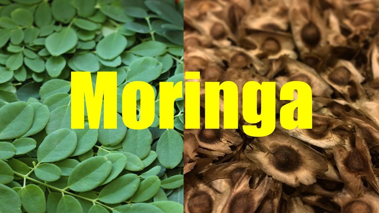 Growing and Harvesting Moringa with Pamela Mace