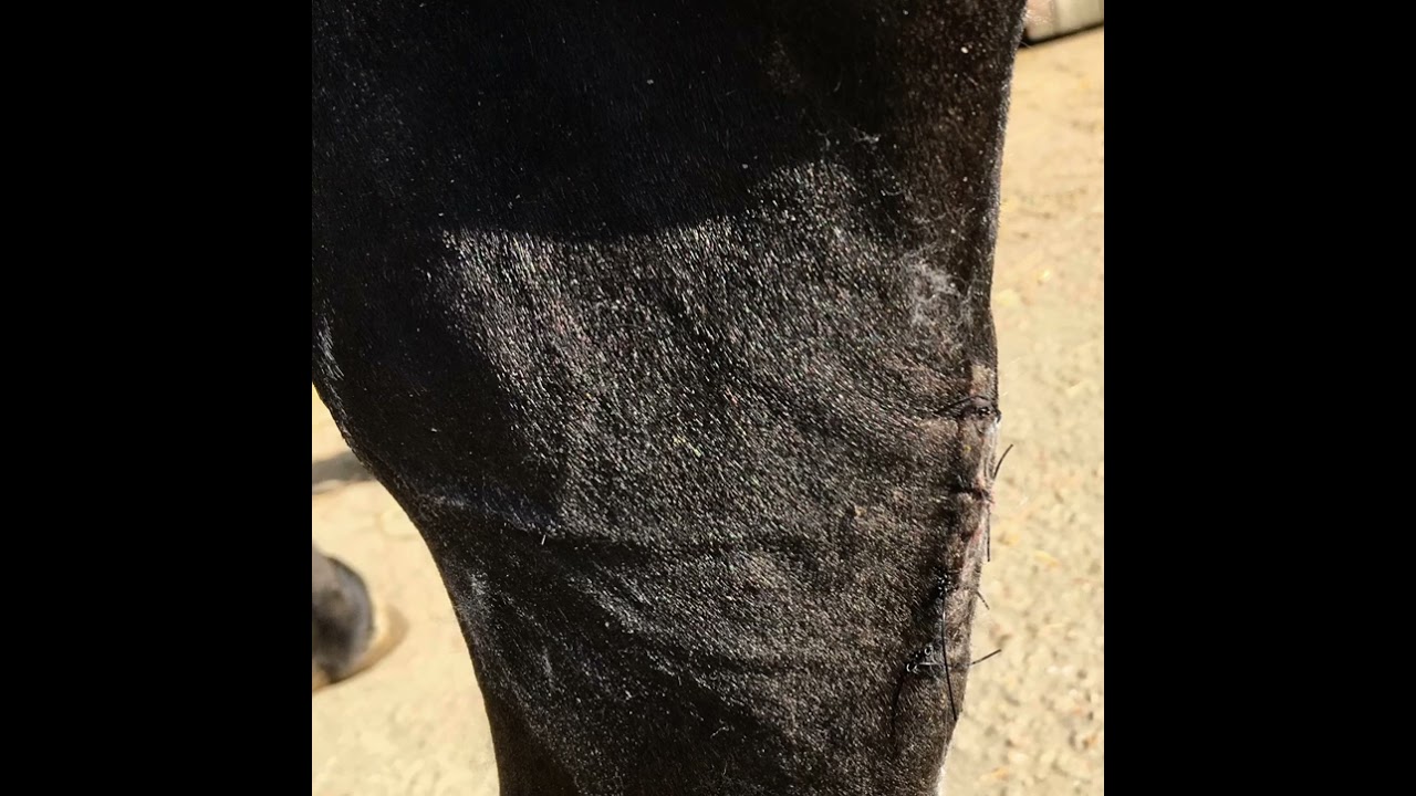 Vienna's legs post op 2016