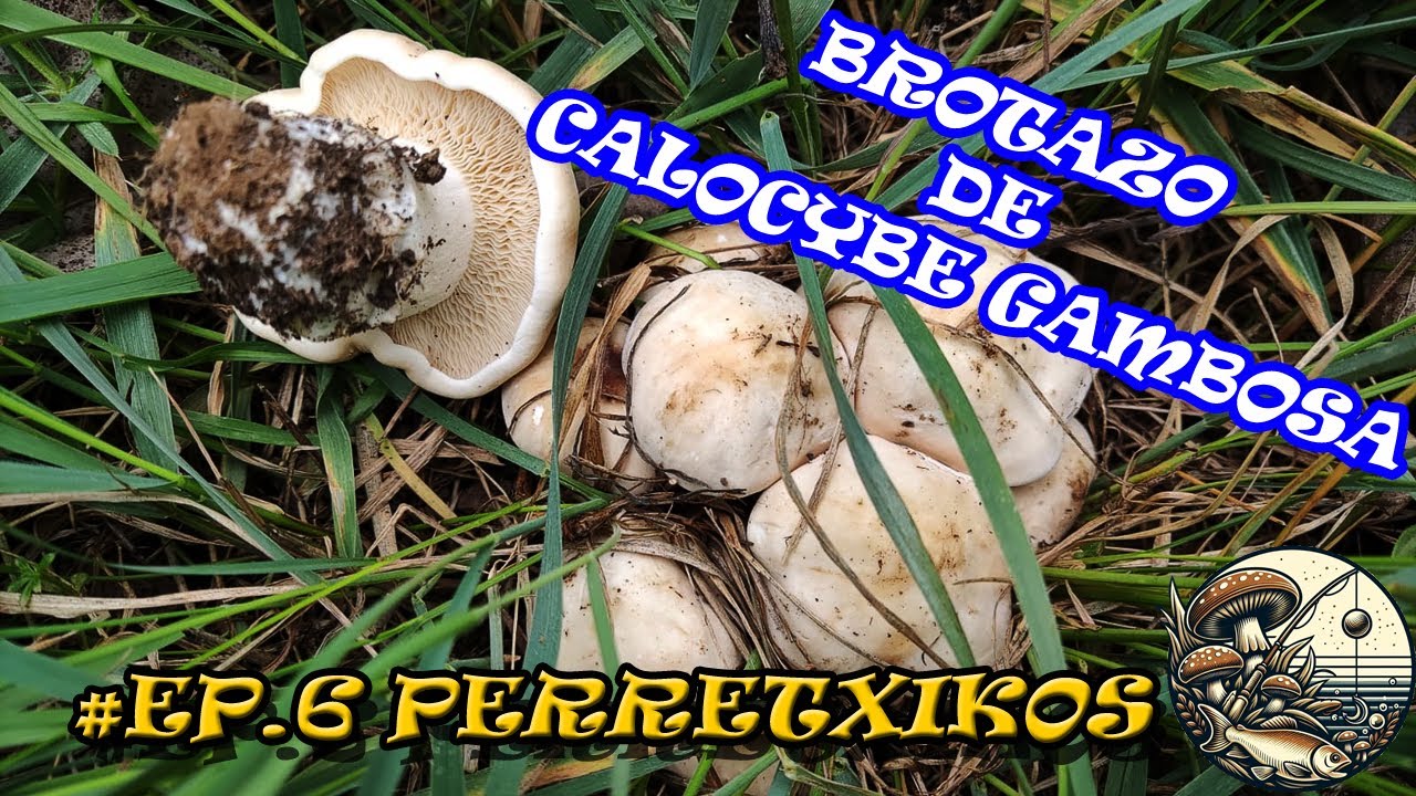 🍄​BROTAZO DE PERRETXIKOS(SETA DE SAN JORGE, SISA, MANSAR&Oacute;N, MOIXERN&Oacute;, CALOCYBE GAMBOSA)EN ESTE 2024🍄