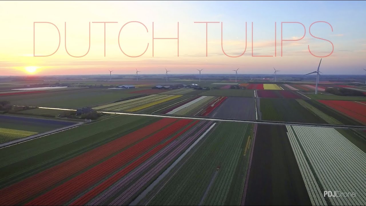Dutch Tulips fields 2016 in N-Holland by DJI Inspire 1 drone