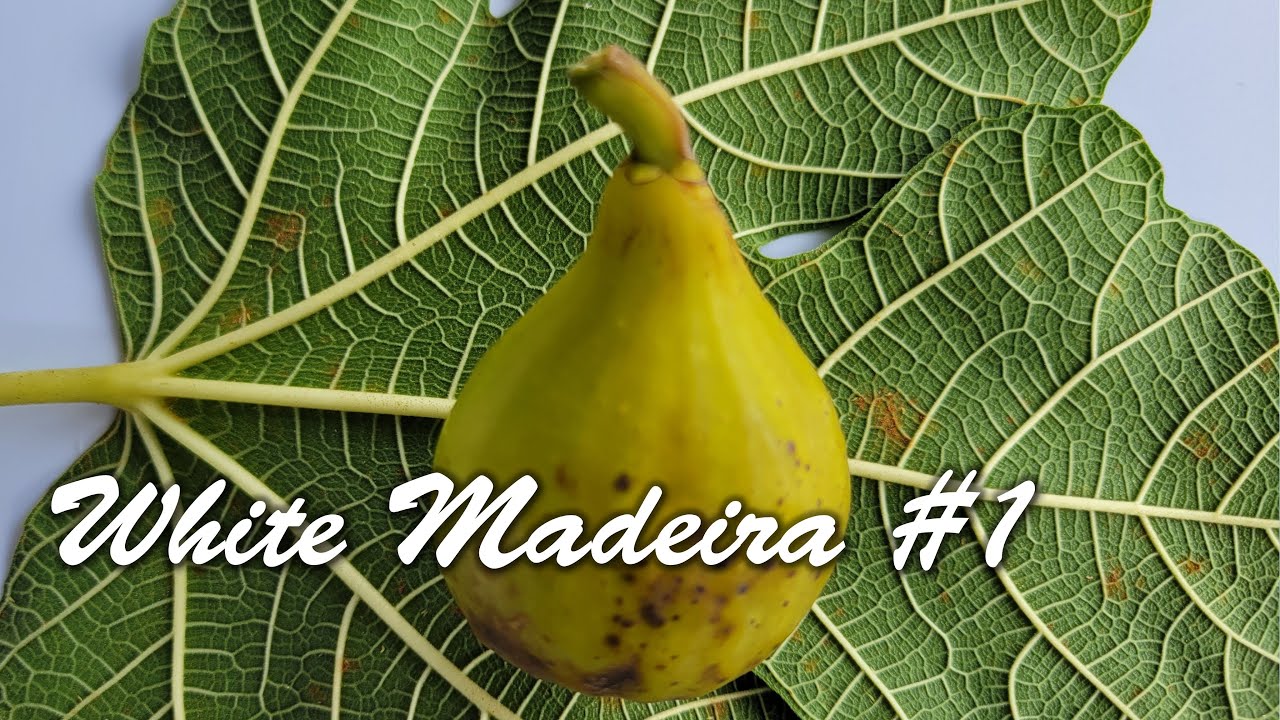 White Madeira #1