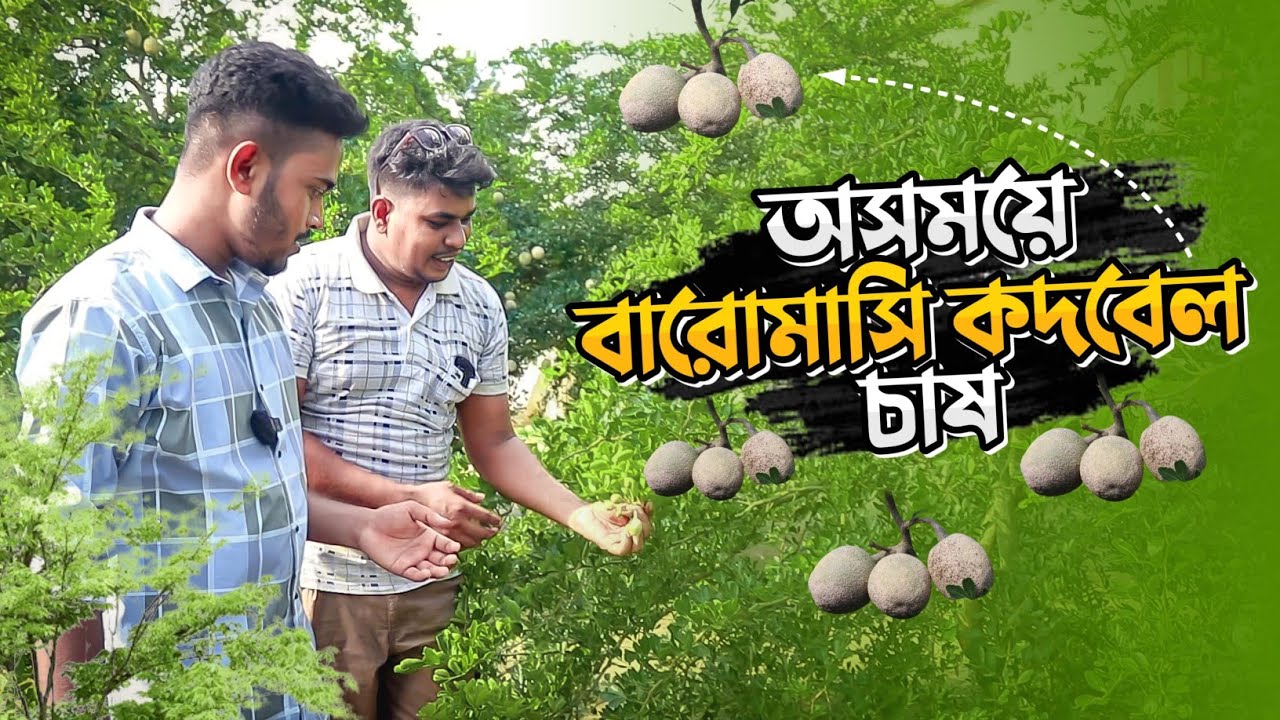 সময়ে অসময়ে বারোমাসি কদবেল চাষ | থাই কদবেল চাষ পদ্ধতি | krishiwala