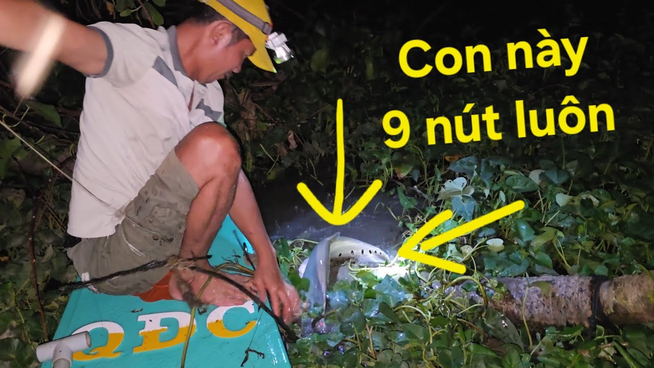 Thả câu THÁC LÁC CƯỜM. Hàng khủng nó lôi đây giựt mình | Săn bắt SÓC TRĂNG |