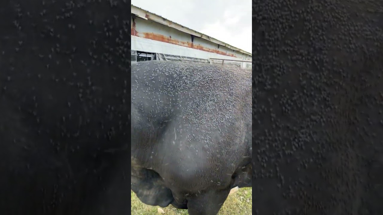 What do you use to prevent flies? #shorts #cattle #viral #farm #ideas