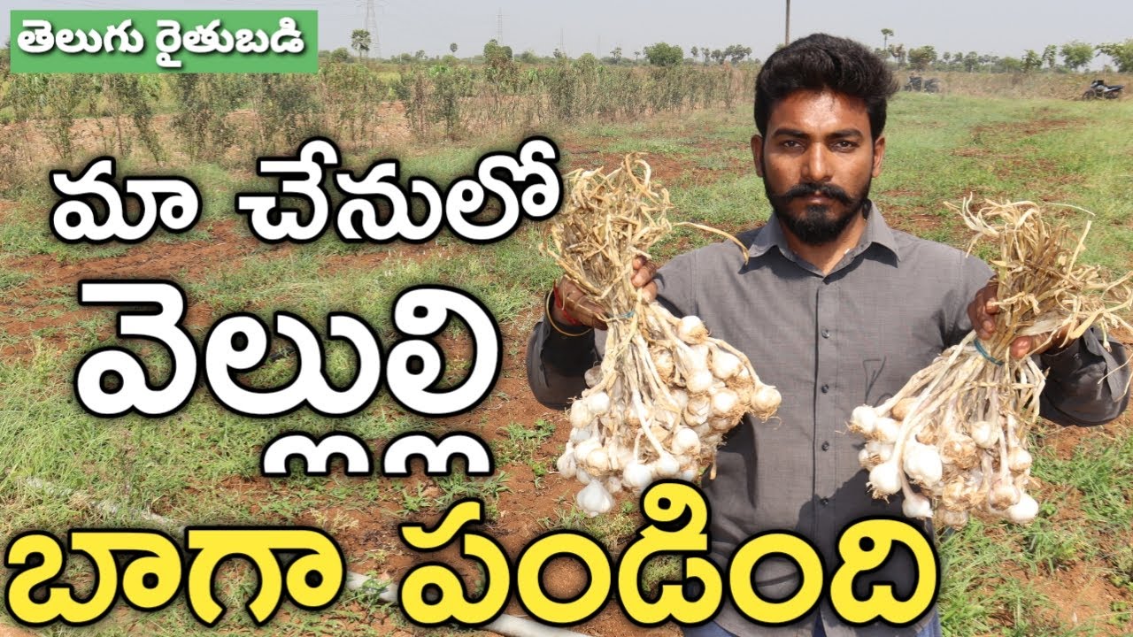 అరెకరంలో 7 క్వింటాళ్ల వెల్లుల్లి | Garlic Farming | తెలుగు రైతుబడి