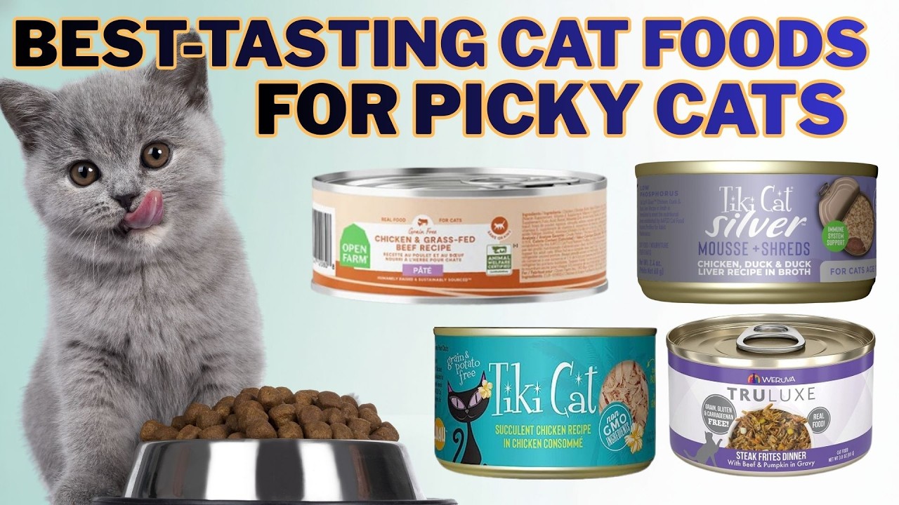 Best-Tasting Cat Foods for Picky Cats in 2026