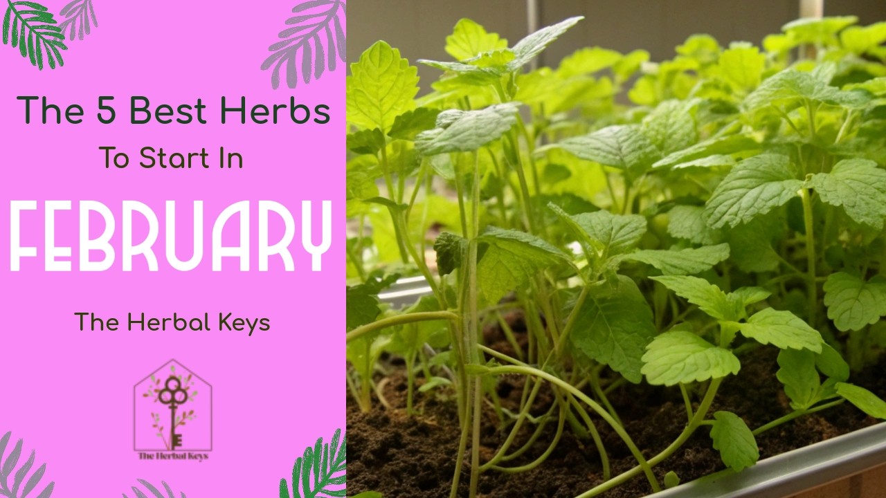 Don’t Wait for Spring! 5 Best Herbs to Start in February