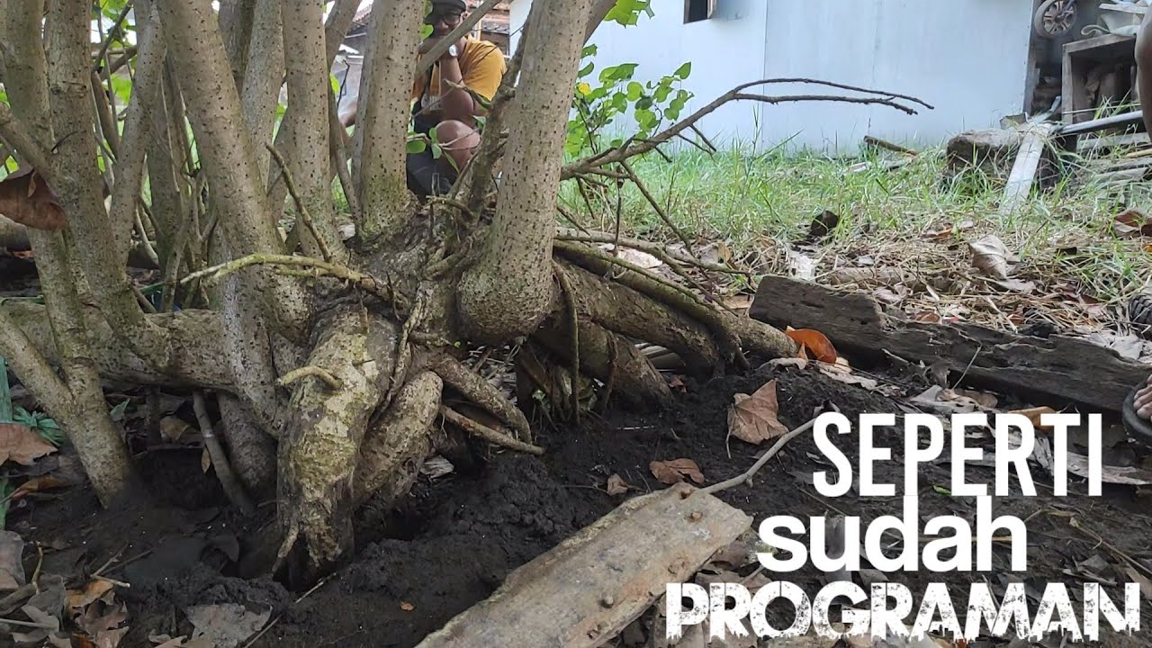 BERBURU BONSAI WARU DI ALAM LIAR