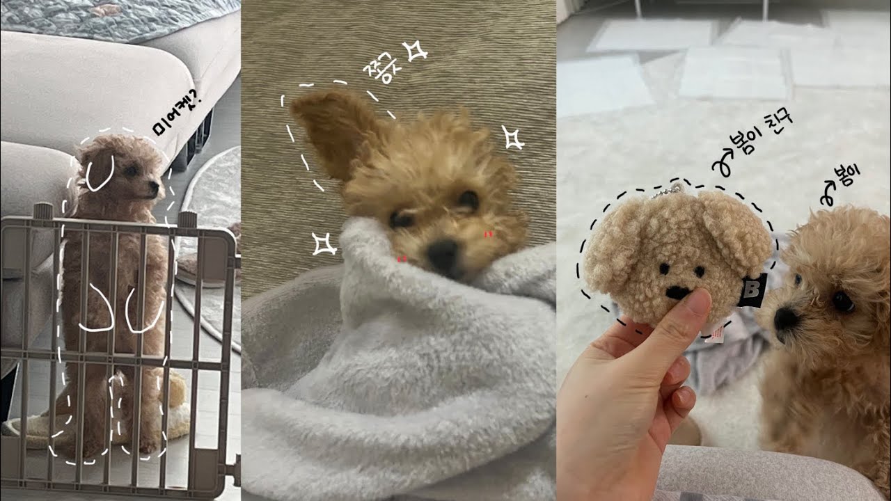 봄vlog) 우리집에도 드디어강아지가..!! | 푸들성장일기 | 푸들은쉽지않지 | 강아지브이로그 | 사람도처음 강아지도처음이라서..🫶 | 강아지입양