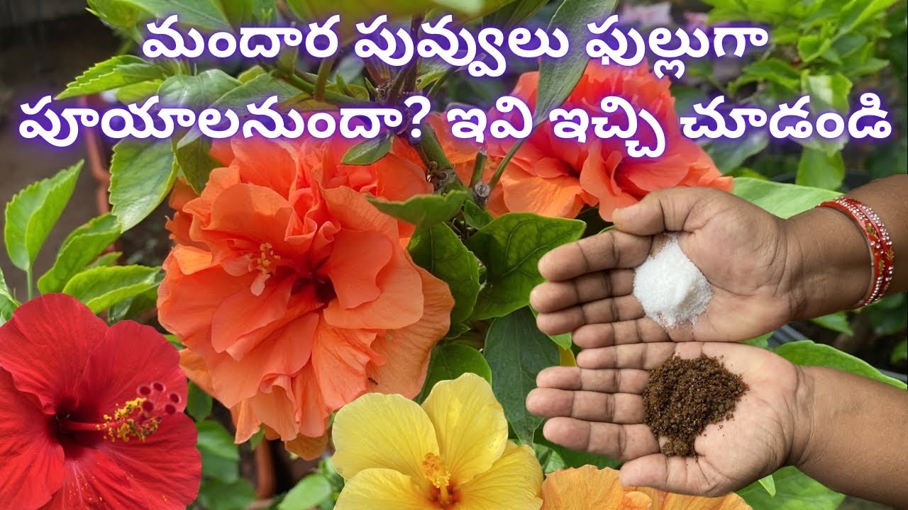మందార పువ్వులు ఫుల్లుగా పూయాలనుందా? ఇవి ఇచ్చి చూడండి | Seeds and fertilizers For Sale
