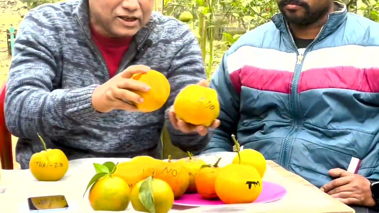 বানিজ্যিক জাতের কমলা ও মাল্টার রিভিউ🔥