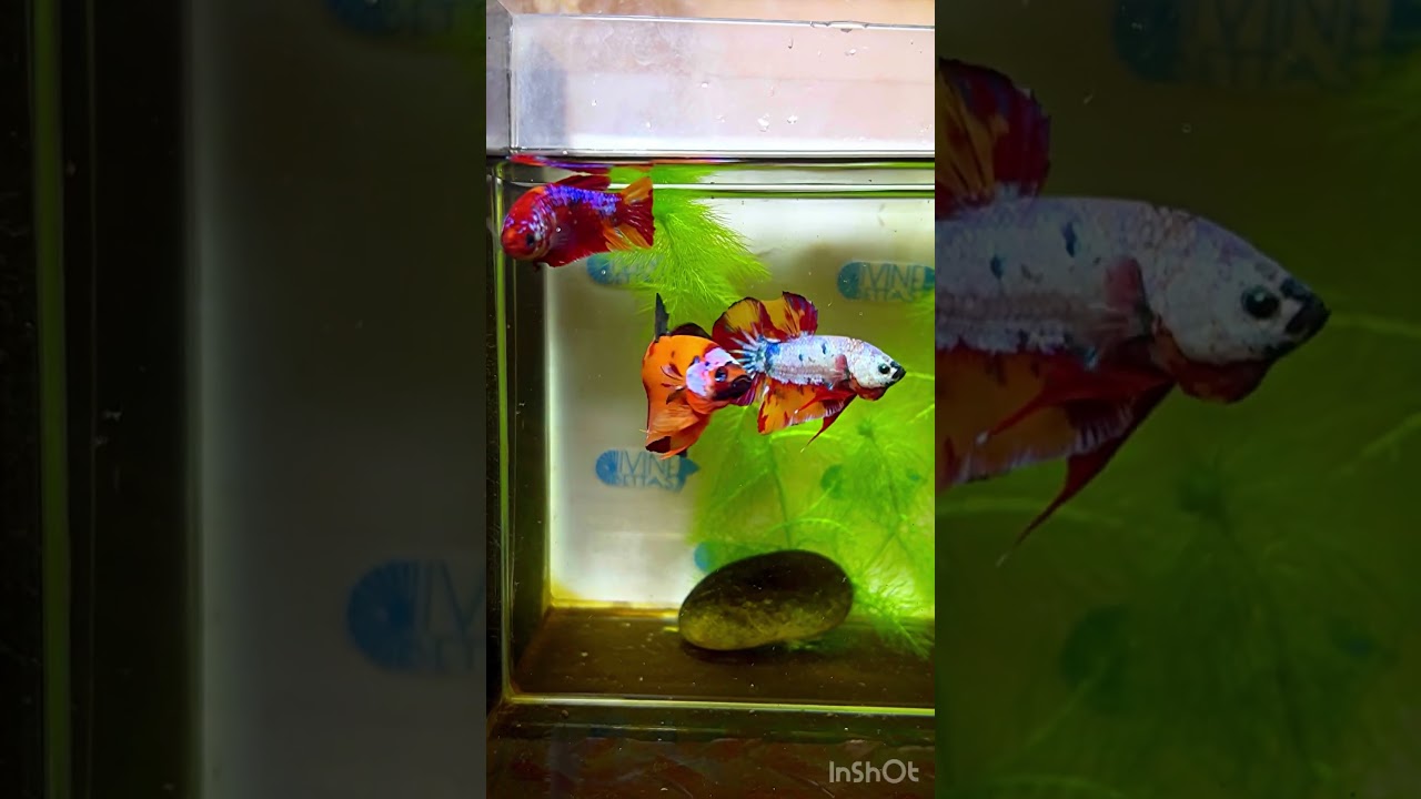 @bettacastle3662 Nemo Galaxy Multicolor HMPK #hmpk #betta #aquarium #bettafish #fishtank #galaxy