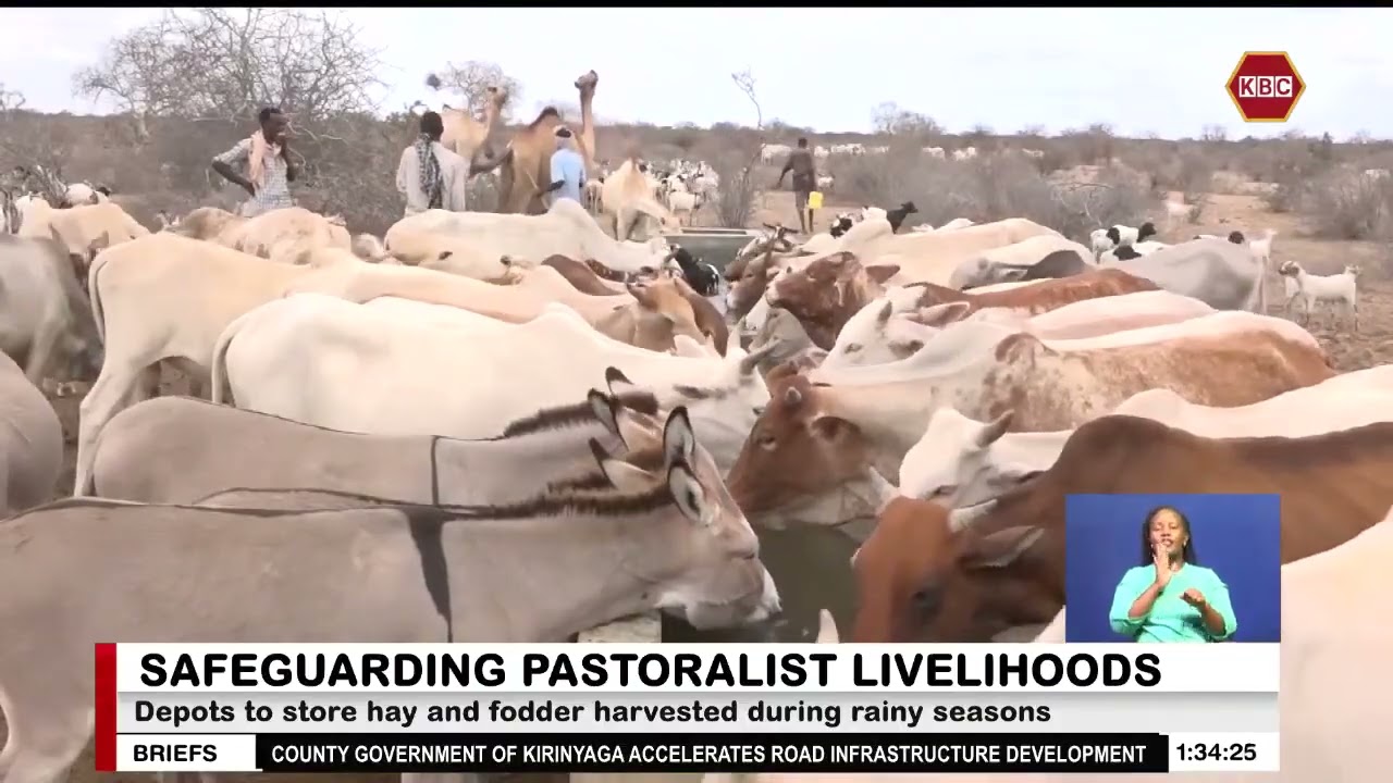 Plans underway to set up national animal feed reserves