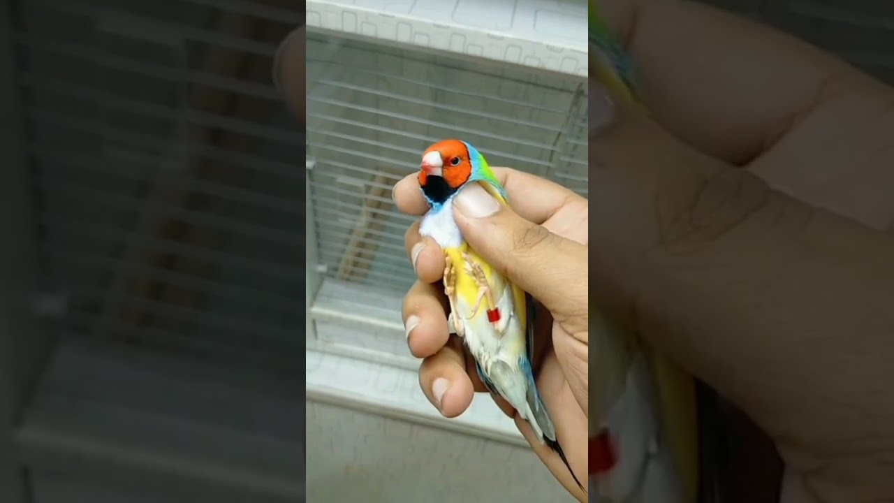 Rainbow color bird😍 .. #shorts