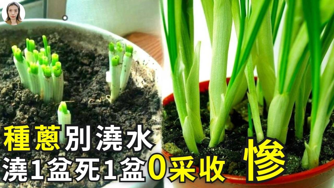 種蔥不能澆水，容易爛吃不到，教你3種方法，蔥白粗蔥葉多吃的過癮！|花花世界