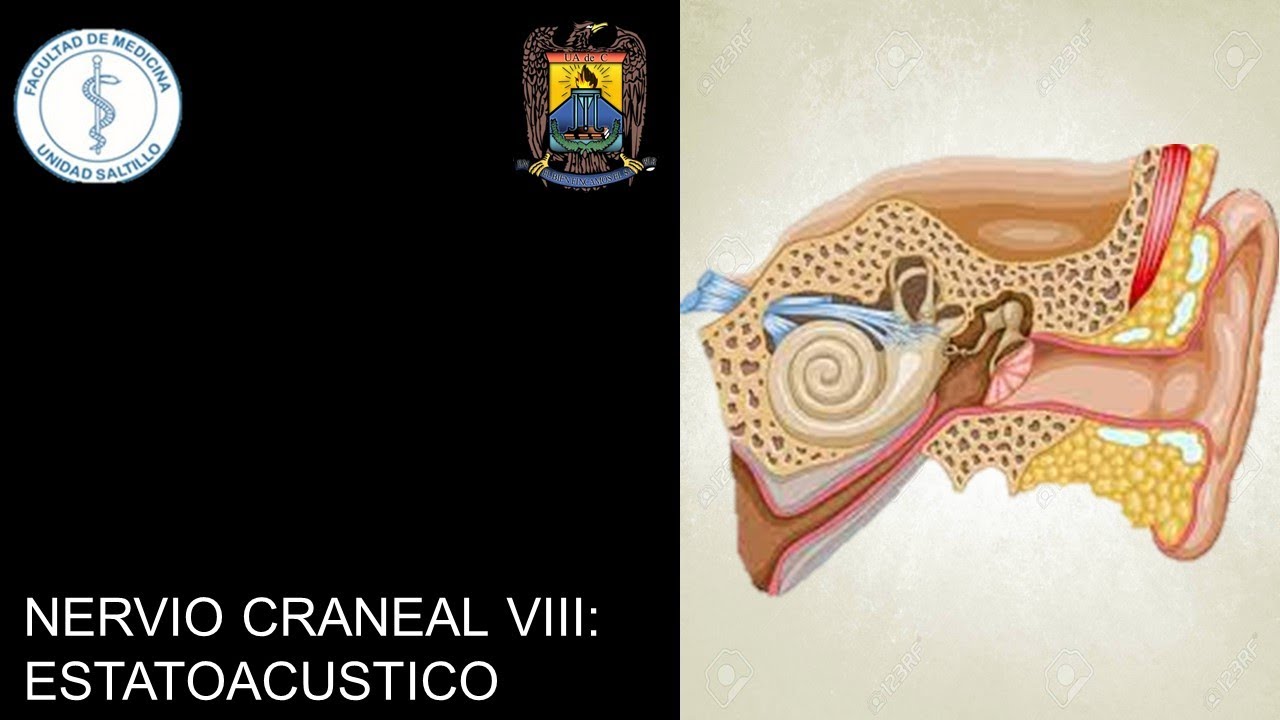 NERVIO ESTATOACUSTICO (NERVIO CRANEAL VIII)