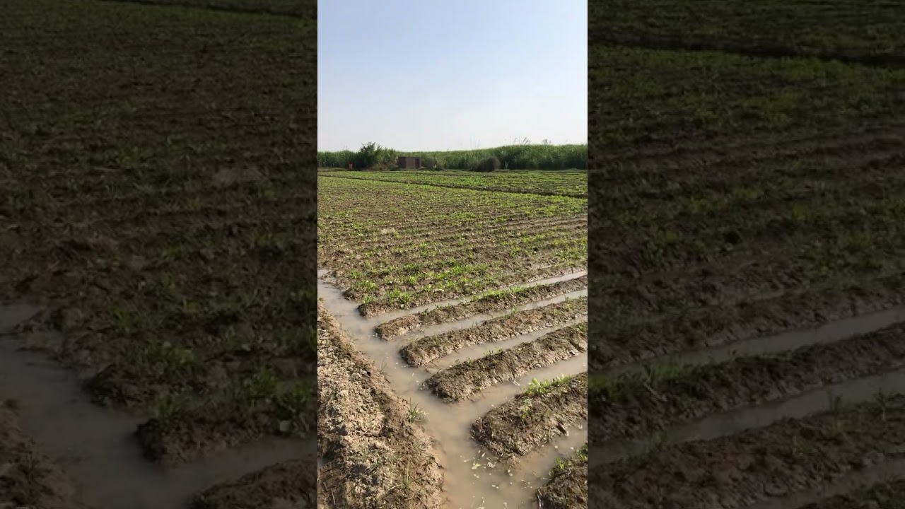 Watermelon framing#village