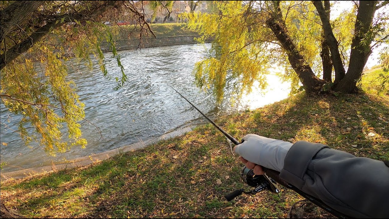 Cleni grași și frumoși de Timișoara - Pescuit urban - Spinning Ultralight