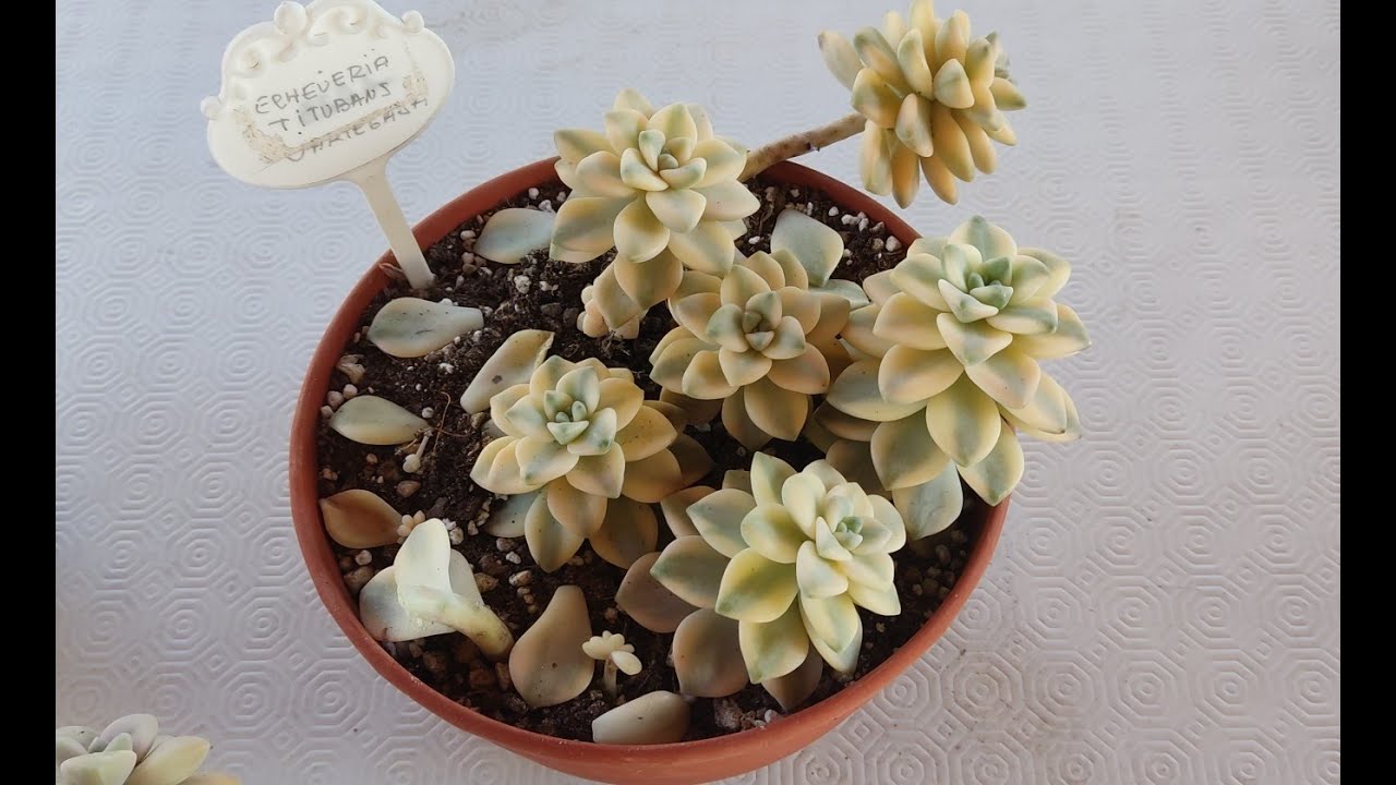 GRAPTOV.  TITUBANS VARIEGADA Y OTRAS