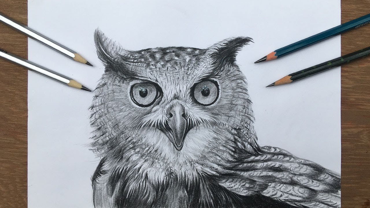 How to draw an owl | pencil shading of an owl | realistic owl drawing in step by step