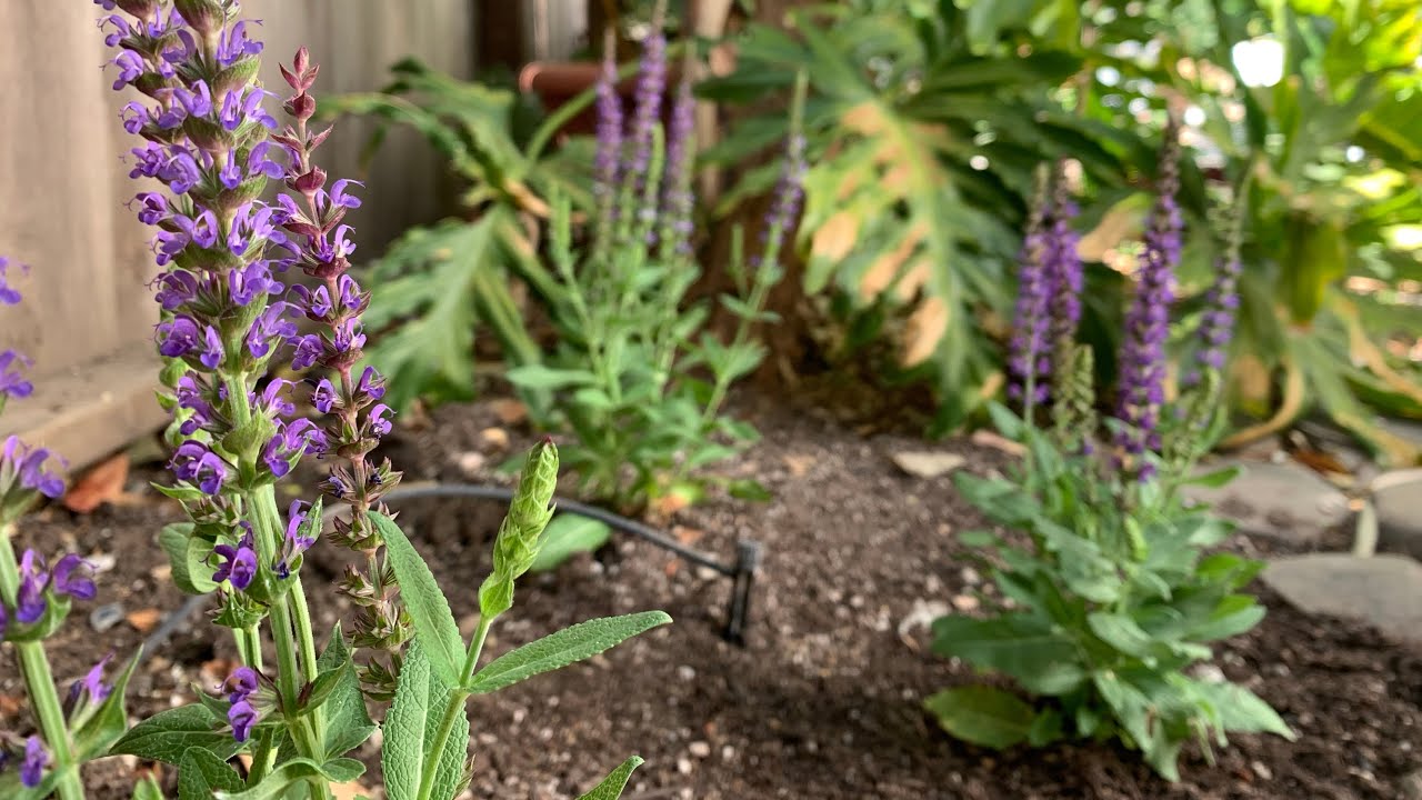All about Salvia! A great performer in the garden 🌿