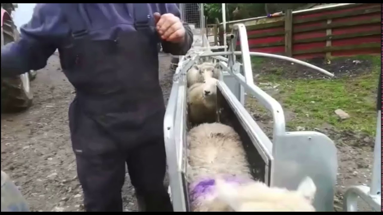 Stock Worker - Bolus and mineral drench for ewe lambs