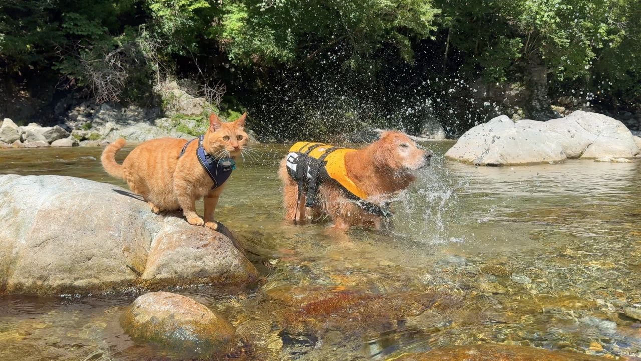 川遊びに慣れすぎた愛猫が相変わらずとんでもないw