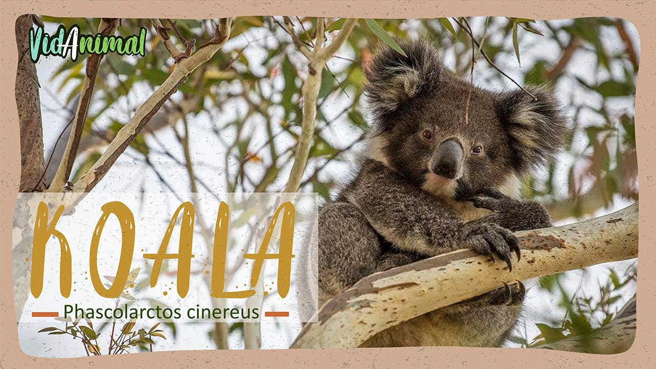 TODO sobre los KOALAS.