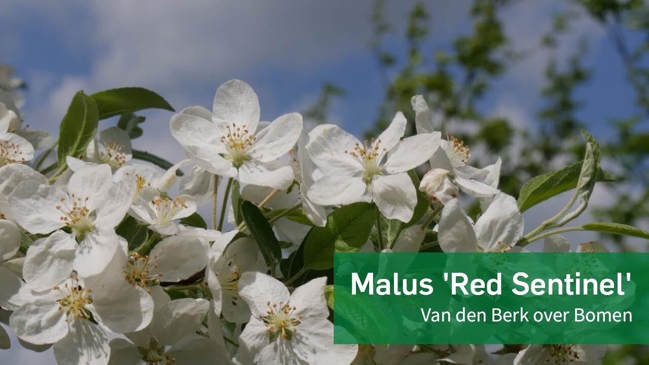 Malus 'Red Sentinel'  - Van den Berk over Bomen