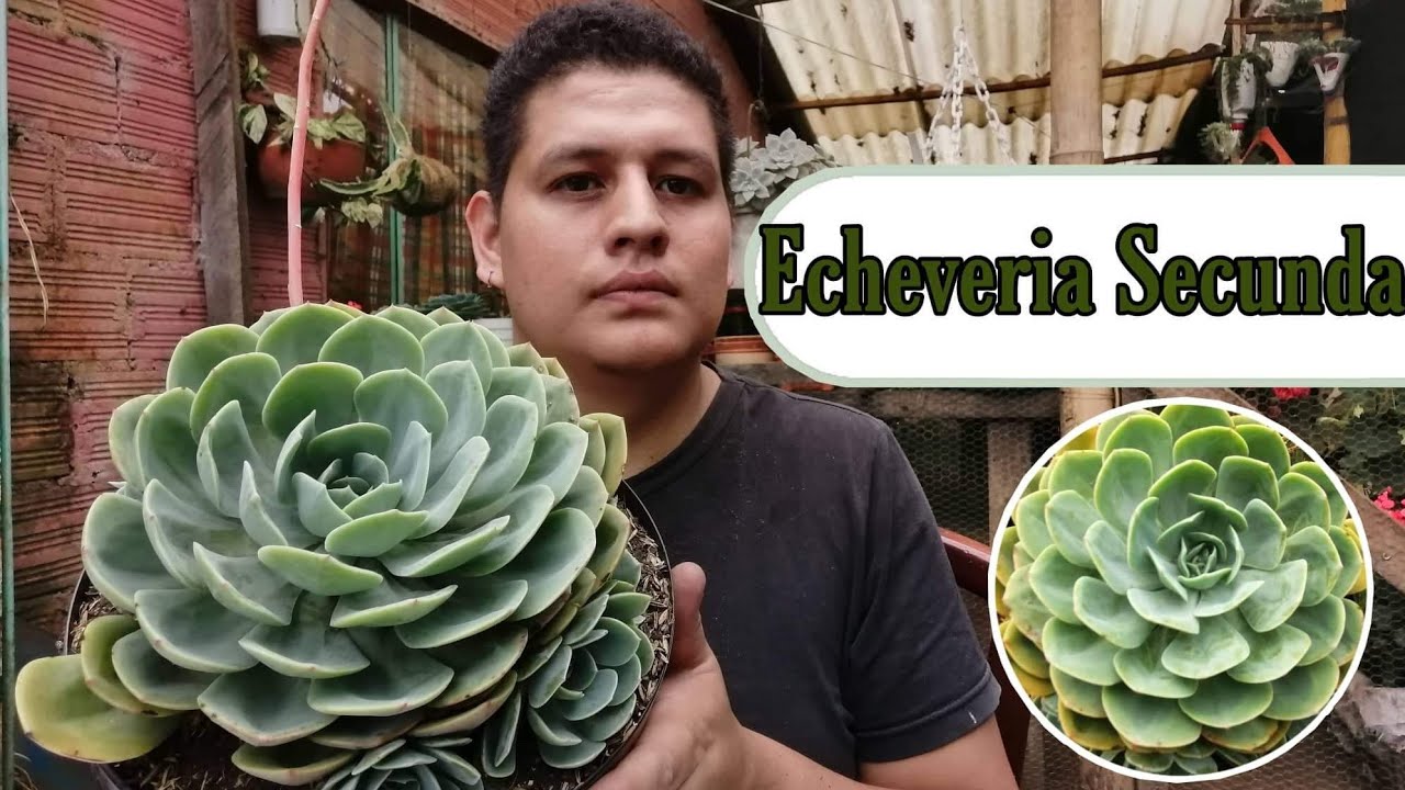 Trasplante y cuidados de la Echeveria Secunda 
