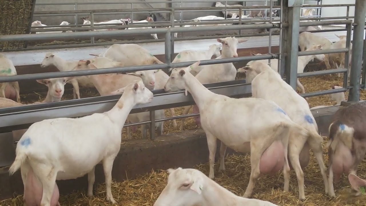 Bedrijfsvideo Goat Valley |  Geitenbedrijf De Methorst Melkgeiten in Lunteren