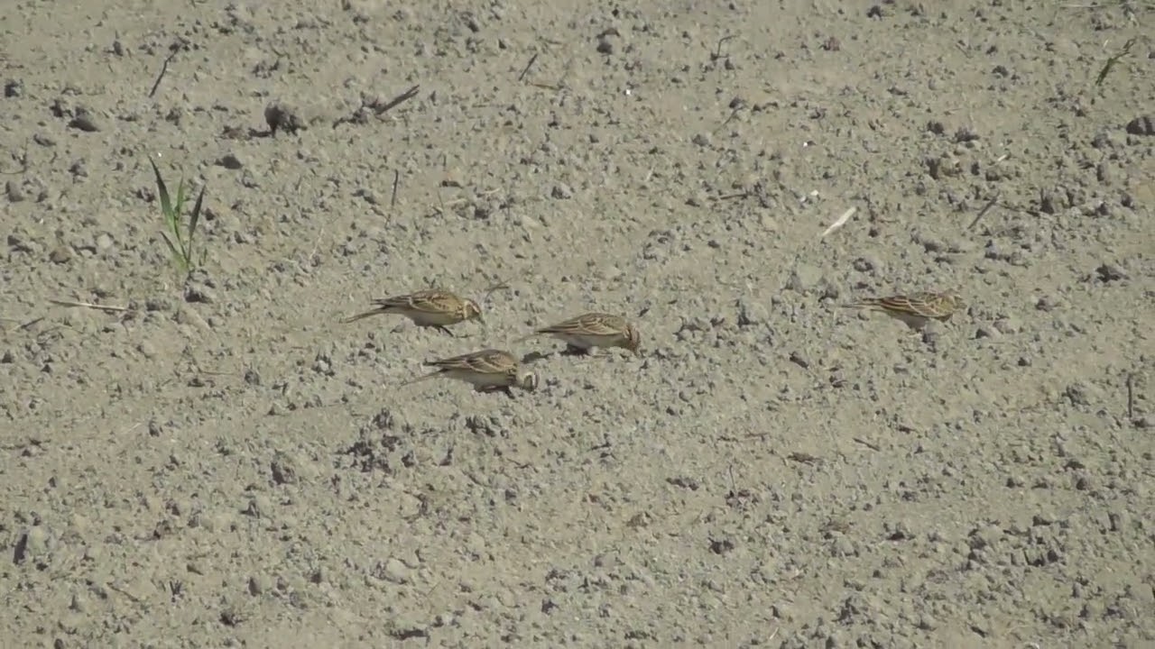 畑で餌採りするヒバリ