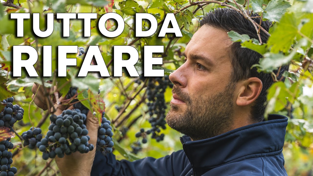 VENDEMMIA 2022: un ERRORE DIETRO L'ALTRO