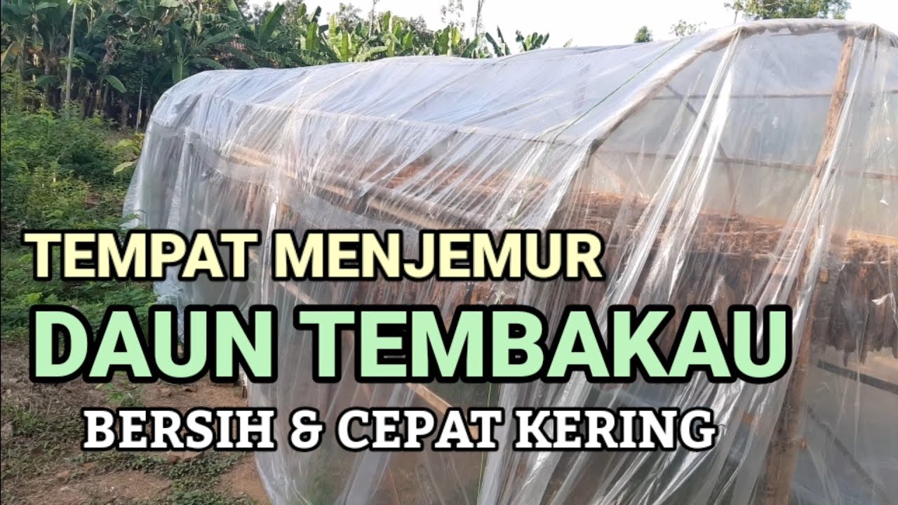 Tips Cara Menjemur Daun Tembakau Supaya Kering Maksimal untuk Nilai Jual Tinggi