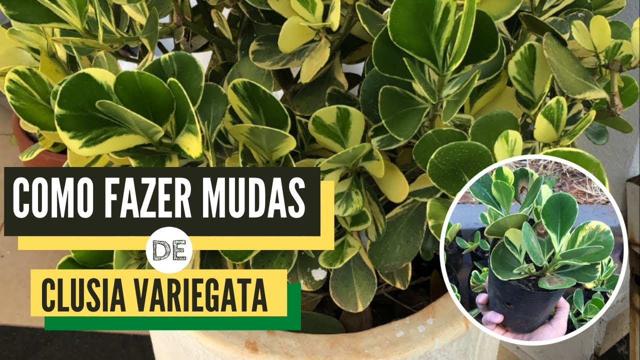 Como produzir mudas de Clusia variegata - simples!