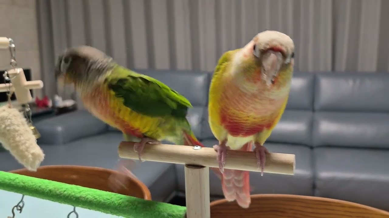 아보와 카도 🦜  아몬드 먹방의 최종승자는? #앵무새 코뉴어
