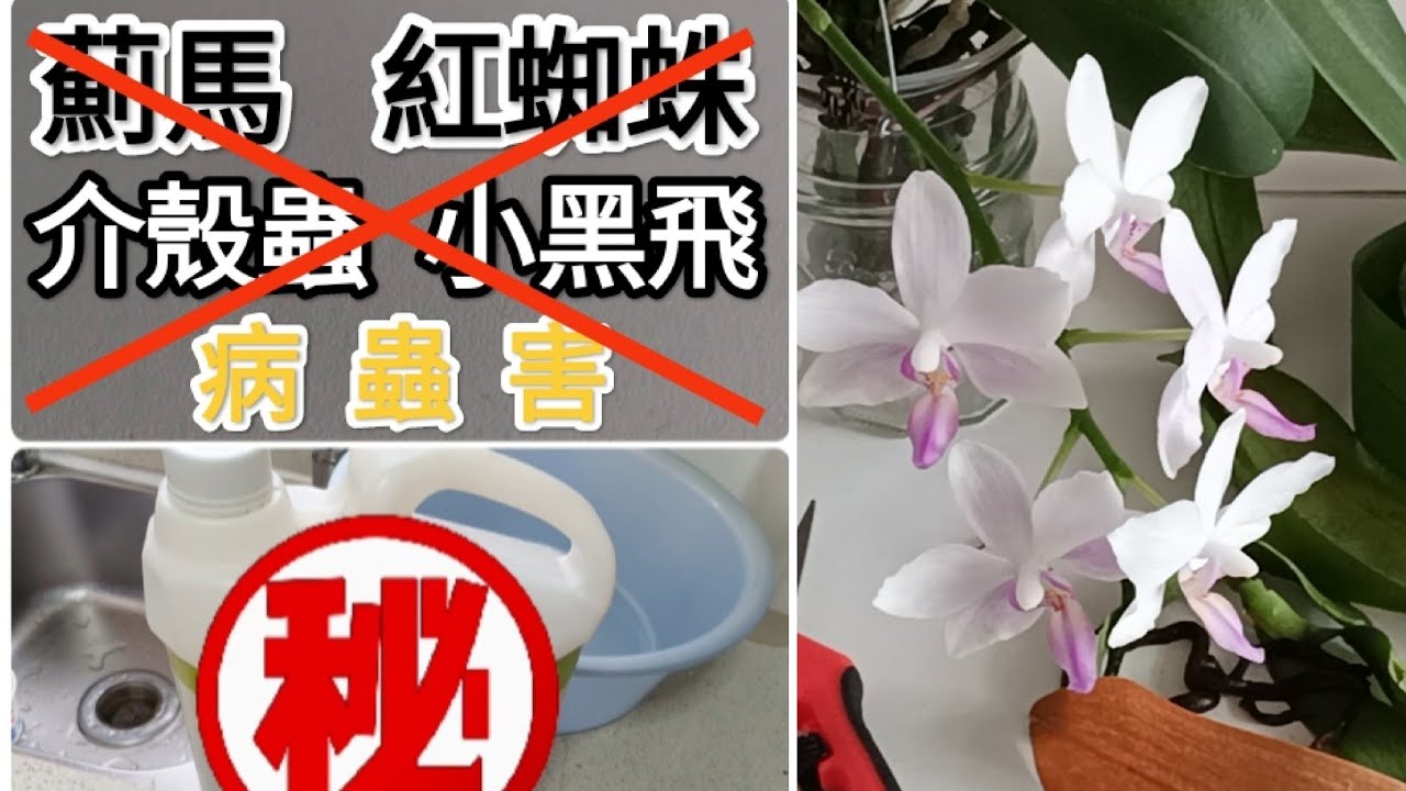 蘭花病蟲害 滴幾滴 對薊馬小黑飛紅蜘蛛介殼蟲 病毒細菌 簡單有效 人畜無害23/5/2023