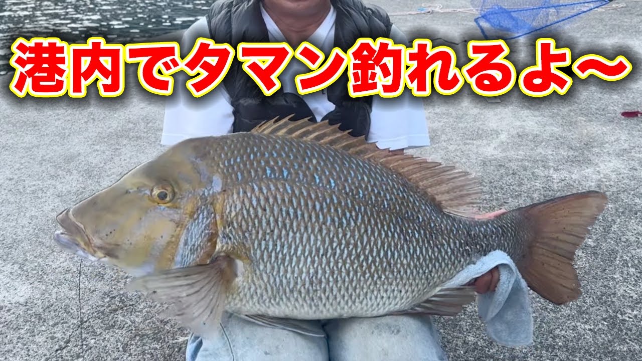 港内で80cm超のタマミが釣れ、地元のおっちゃんも驚く！