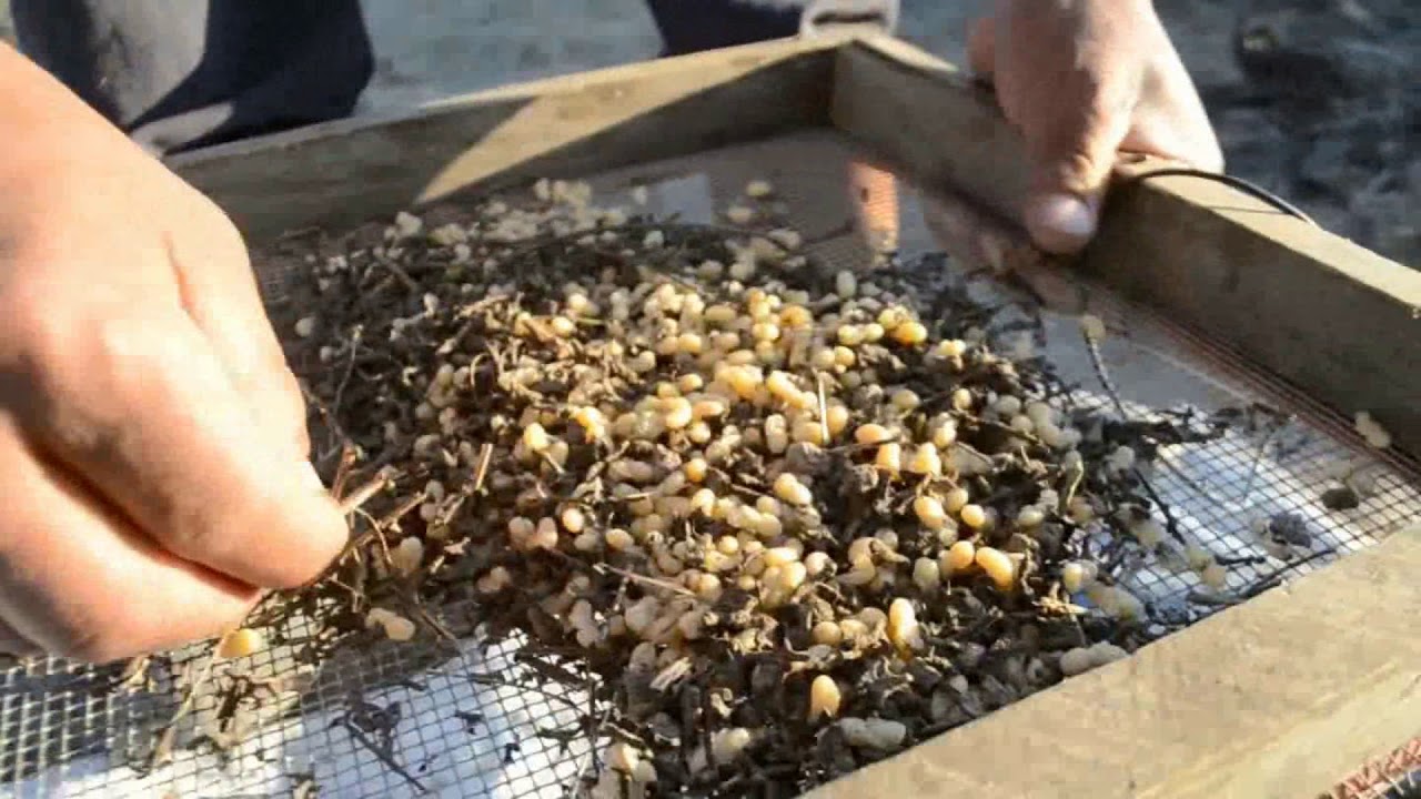 Caviar mexicano: escamoles y su dificil proceso de extraccion