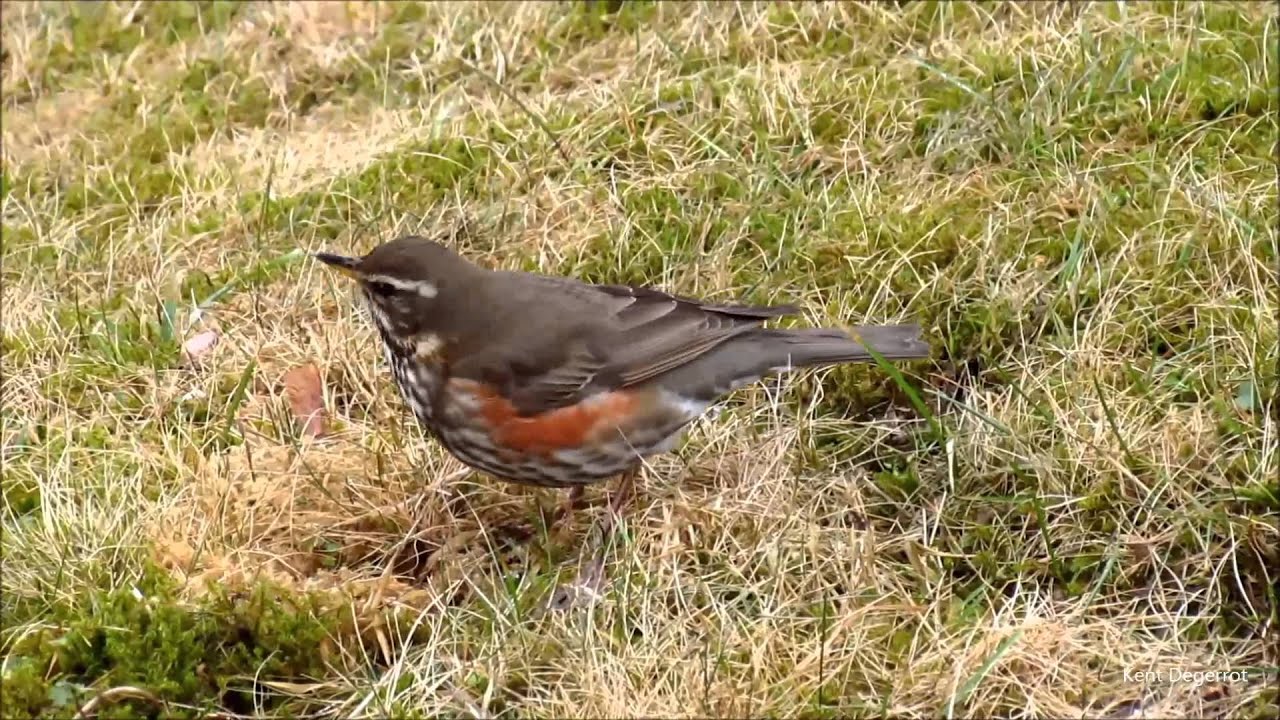 R&ouml;dvingetrast med f&aring;gels&aring;ng. Redwing.