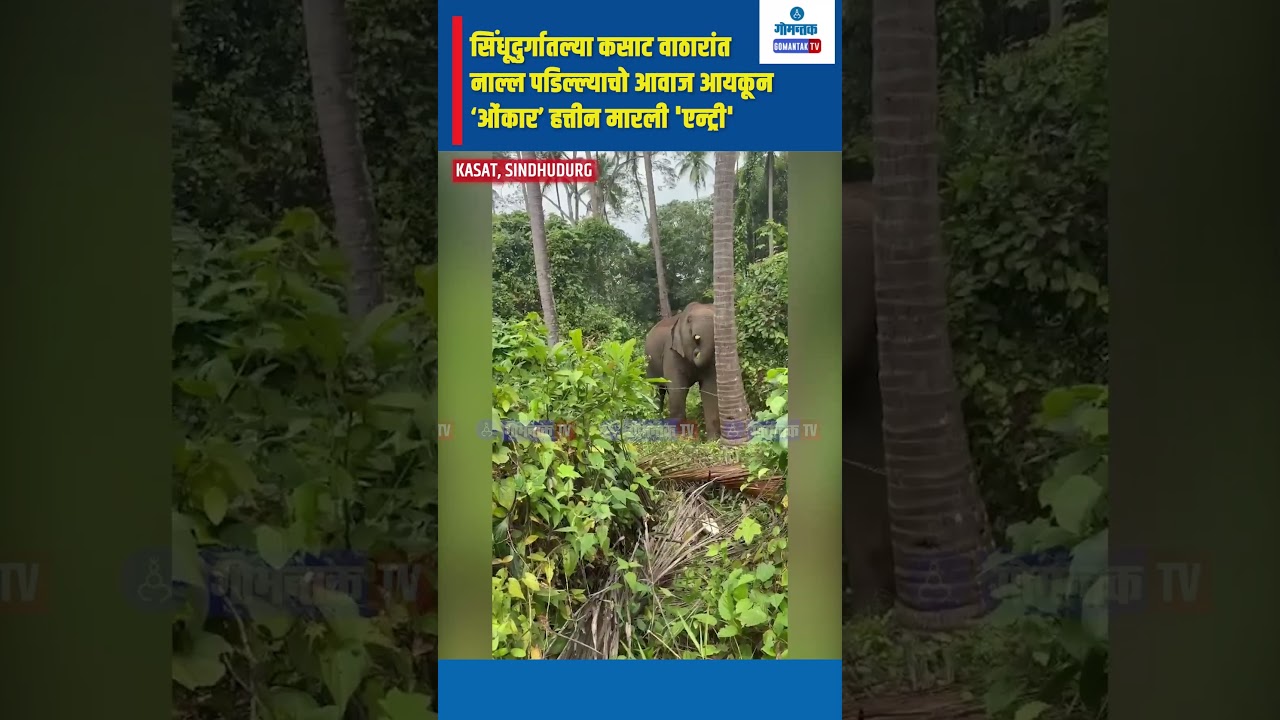 #shorts सिंधूदुर्गातल्या कसाट वाठारांत नाल्ल पडिल्ल्याचो आवाज आयकून &lsquo;ओंकार&rsquo; हत्तीन मारली 'एन्ट्री'