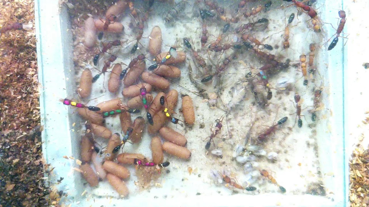 Harpegnathos saltator | Liebig Lab | ASU SIRG | 2026-01-07